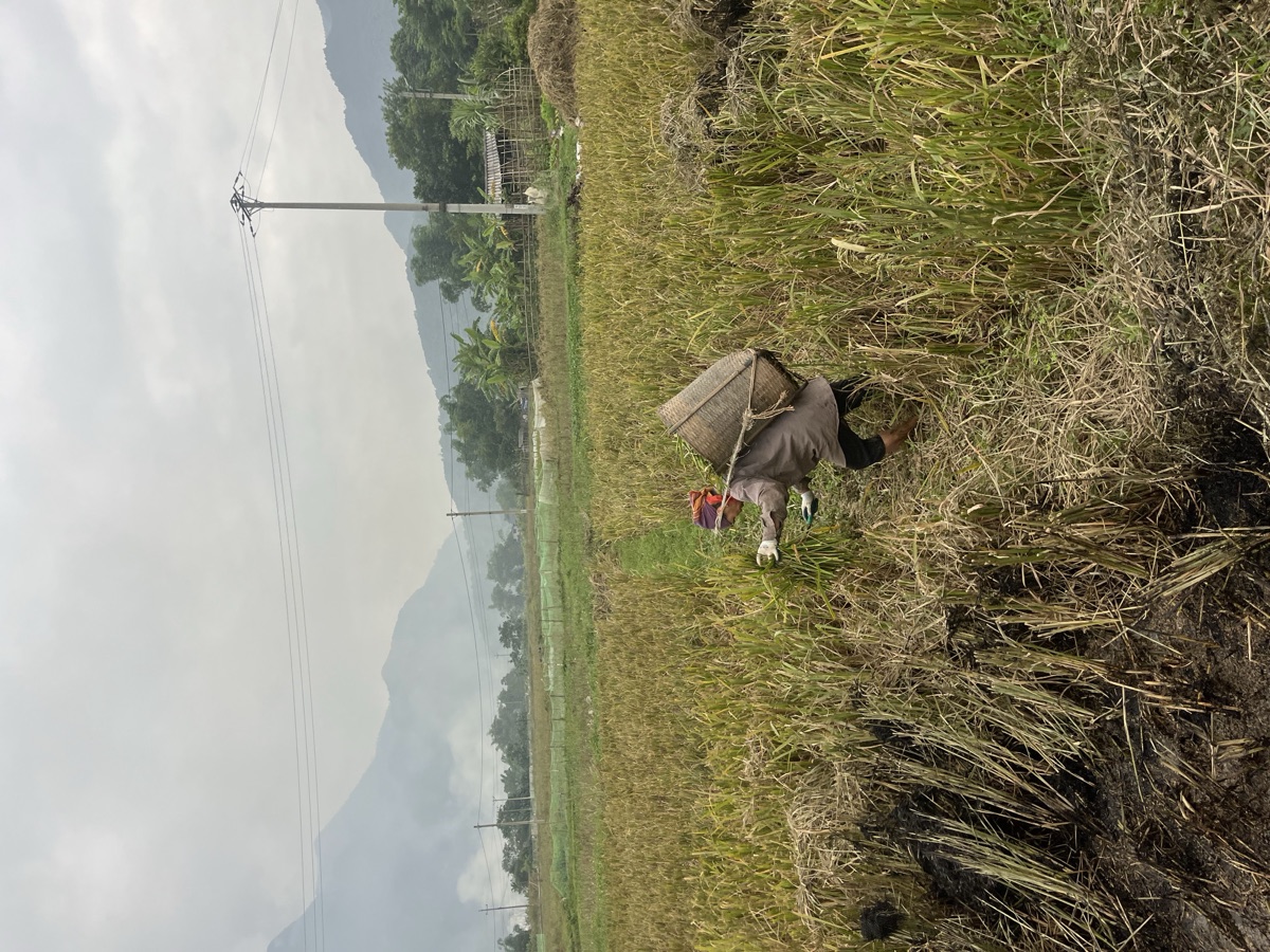 Rice-terrace valley and misty mountains near Mai Chau, Vietnam